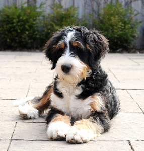 Puppies Category Photo