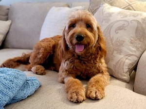 Dottie (Guardian Home)