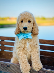 Willow Jane's Light Blue Boy F1BB Medium Pyredoodle