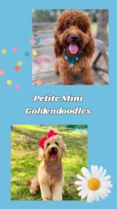 November Puppies - Zara / Taco F1B Petite Mini Goldendoodle 