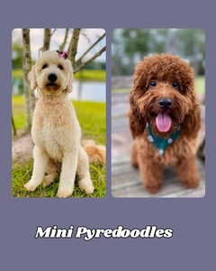 November Puppies - Maple / Taco F1BB Mini Pyredoodles 