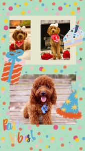 June Puppies-Magnolia and Taco F1BB Petite Mini Goldendoodles