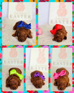 April 17th Puppies - Reba / Taco F1B Petite Mini Goldendoodles
