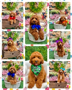 Available Goldendoodles and Pyredoodles 