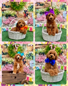 February 21st Puppies - Gracie / Goose - F1BB Mini Goldendoodles 