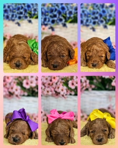 May Puppies-Magnolia and Taco F1BB Petite Mini Goldendoodles