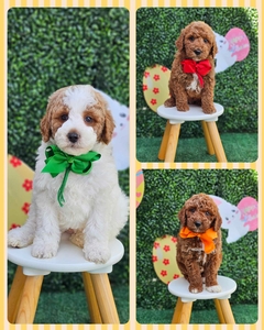 April 24th Puppies - Kona and Goose F1BB Medium Pyredoodles 