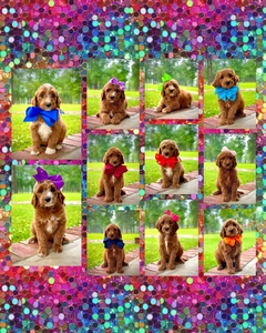 April 30-Puppies - Charlie and Bentley F1BB Standard Goldendoodles