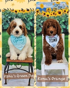April 24th Puppies - Kona and Goose F1BB Medium Pyredoodles 