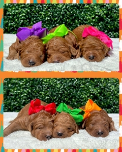 June 28th-Puppies - Hadley / Bentley - F1BB Standard Goldendoodles 