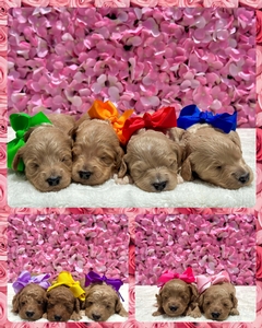 June 19th- Puppies - Sophie /Goose F1BB Mini Goldendoodles 