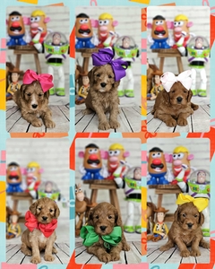 August 20th go home -  Millie Mae/ Teddy - F2B Mini Goldendodles