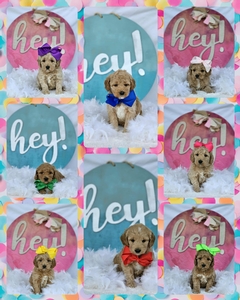 August 15th go home - Kaia / Goose F1B  Medium Goldendodles