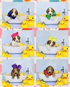  September 2nd go home - Blossom and  Hank F1BB medium Goldendoodles