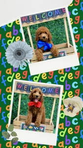  Phoebe / Beau  F1BB Medium Goldendoodles 