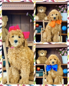  Roxy / Teddy F2B  Mini Goldendoodles 