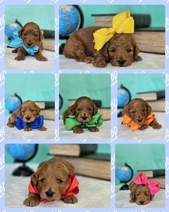 September 19th Go home - Bella / Beau  Mini Goldendoodles 