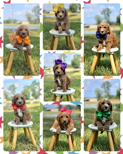  September 6th go home - Harper Hank F1BB Standard Goldendoodles 