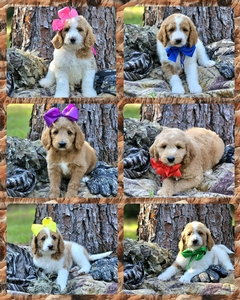  September 2nd go home - Blossom and  Hank F1BB medium Goldendoodles