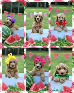 August 20th go home -  Millie Mae/ Teddy - F2B Mini Goldendodles