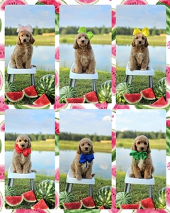 August 15th go home - Kaia / Goose F1B  Medium Goldendodles