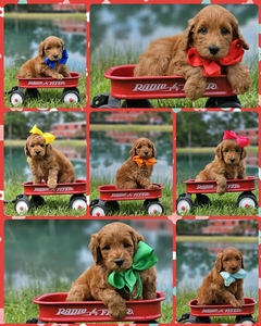 September 19th Go home - Bella / Beau  Mini Goldendoodles 