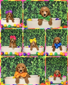  September 6th go home - Harper Hank F1BB Standard Goldendoodles 