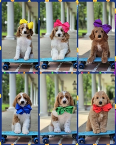  September 2nd go home - Blossom and  Hank F1BB medium Goldendoodles