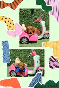 October 12th Puppies  Go Home- Dixie / Taco Mini Goldendoodles