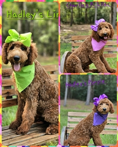 Standard Goldendoodles