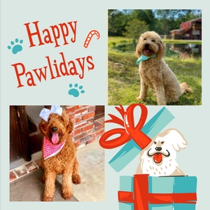  CHRISTMAS Puppies - Bailey / Teddy Medium Goldendoodles 