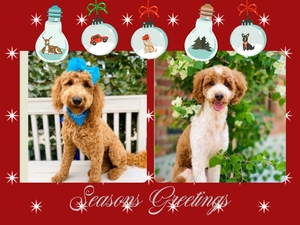 CHRISTMAS Puppies - Sophie / Goose mini Goldendoodles