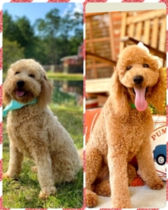 CHRISTMAS Puppies - Millie / Teddy Mini Goldendoodles 