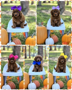 October 22nd  Go home - Hunni / Taco MultiGen Petite Mini Goldendoodles 