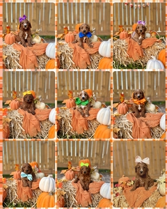 November 22nd Go Home  - Apple / Bentley - F1B Standard Goldendoodles