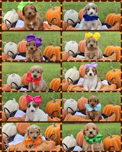 November 17th Puppies - Bambi / Goose F1B Medium Goldendoodles