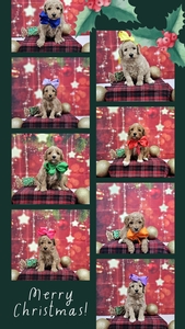 CHRISTMAS Puppies - Sophie / Goose mini Goldendoodles