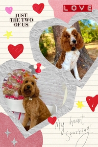 VALENTINES Sadie /Hank F1B Standard Goldendoodles