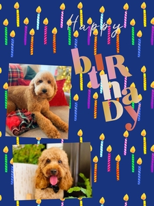 Millie Mae - Taco F1BB Petite Mini  Goldendoodles