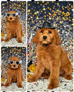 Bailey's Medium Lime Girl