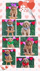 Feb 7th-Puppies Magnolia / Goose F1BB Mini Goldendoodles