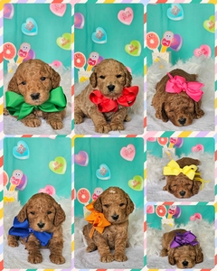 March 13th puppies - Rosie /Beau F1BB Medium  Goldendoodles