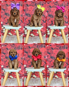 Feb 24th - Millie Mae - Taco F1BB Petite Mini  Goldendoodles