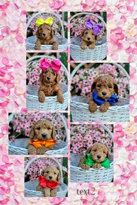 March 13th puppies - Rosie /Beau F1BB Medium  Goldendoodles