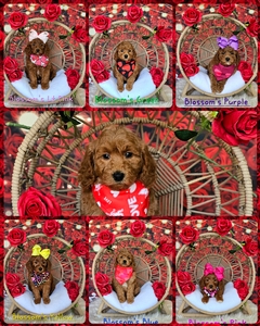 Feb 23rd - Blossom / Goose F1BB Mini Goldendoodles