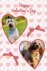 April Puppies - WImberly / Bentley F1B Standard Goldendoodles