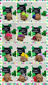 April Puppies - WImberly / Bentley F1B Standard Goldendoodles