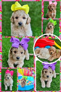 March 28th puppies - Kaia / Goose F1B Medium Goldendoodles 