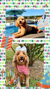  May Puppies - Bella / Beau Multigen Mini Gooldendoodle 