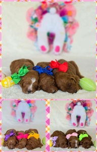  May 2nd Puppies - Harper / Ollie F1BB Standard Goldendoodles 